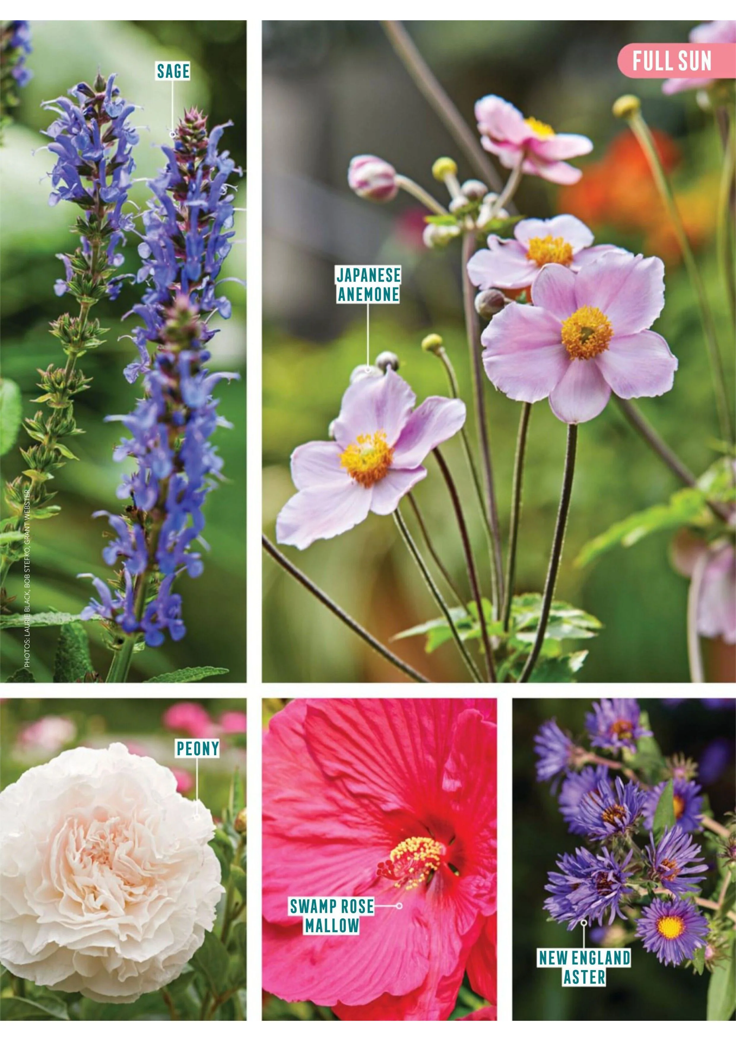 Better Homes & Gardens – Beds & Borders 2025 Magazine Digital - Image 3