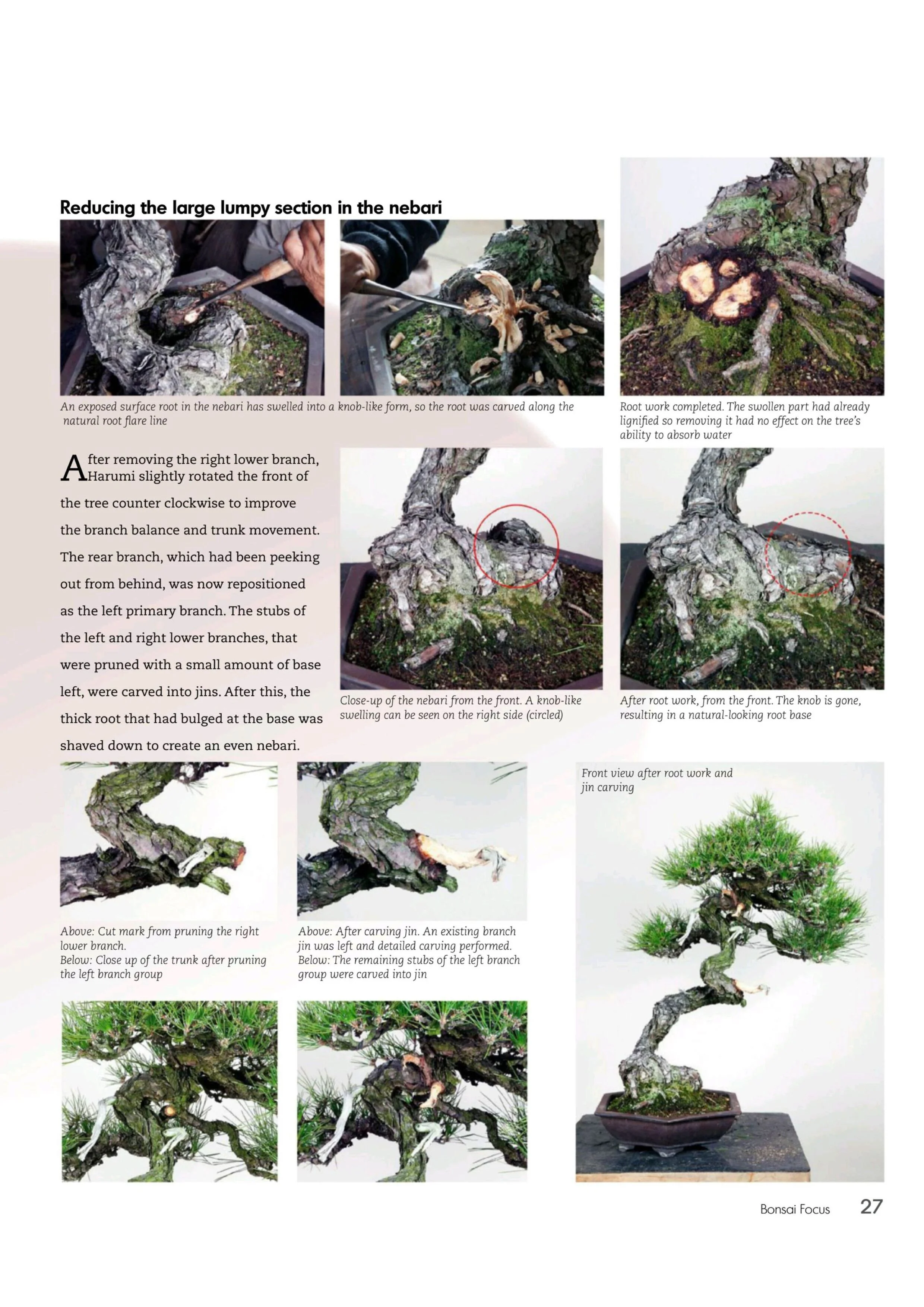 Bonsai Focus – July/August 2025 Magazine Digital - Image 2
